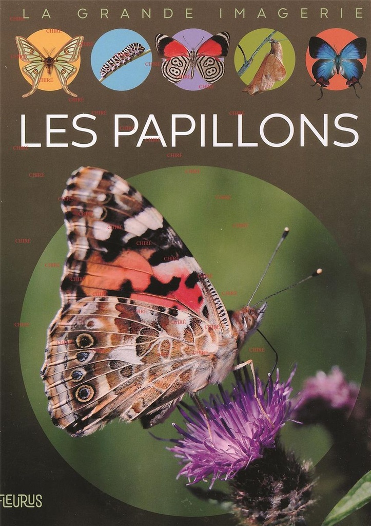 La grande imagerie - Les papillons