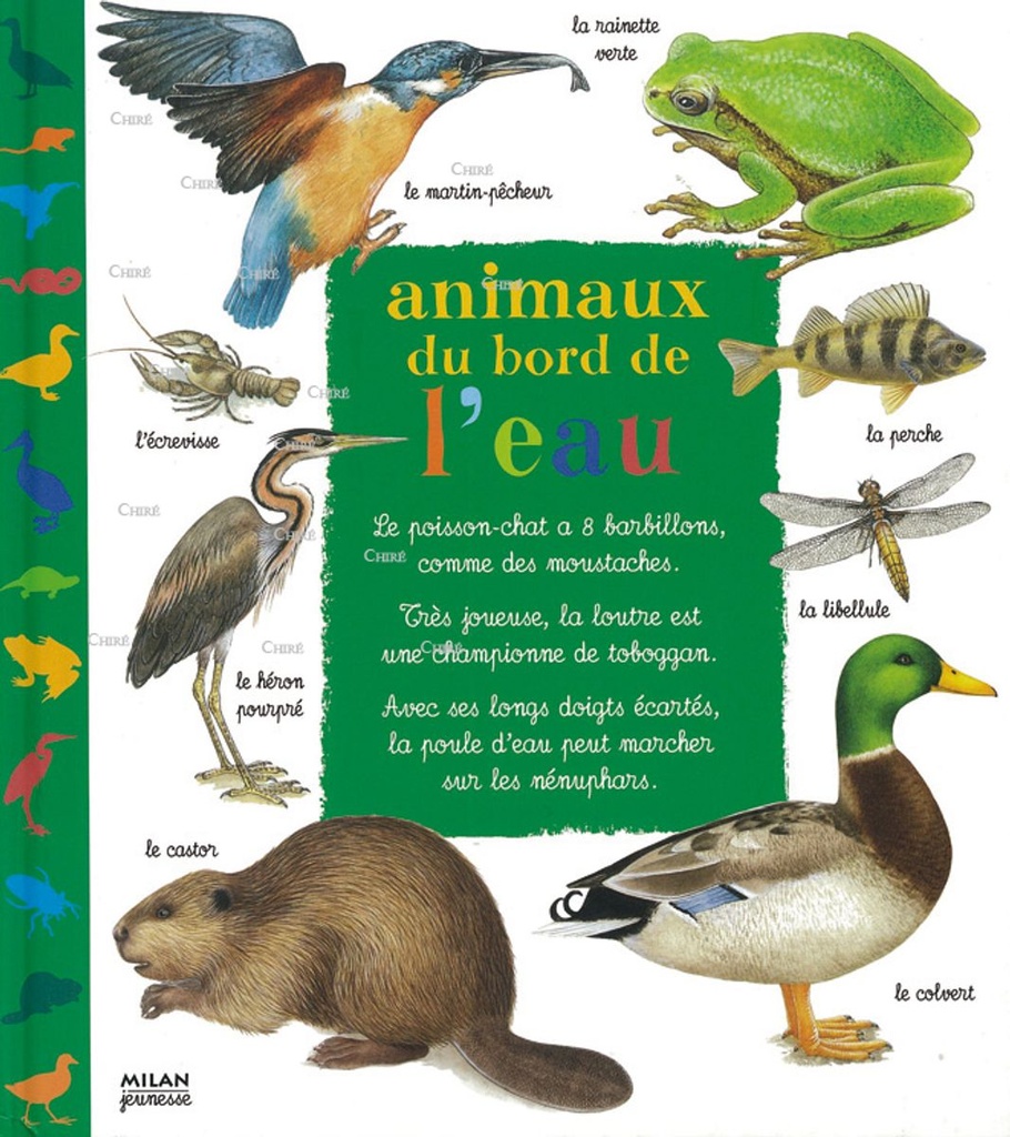 Animaux du bord de l´eau